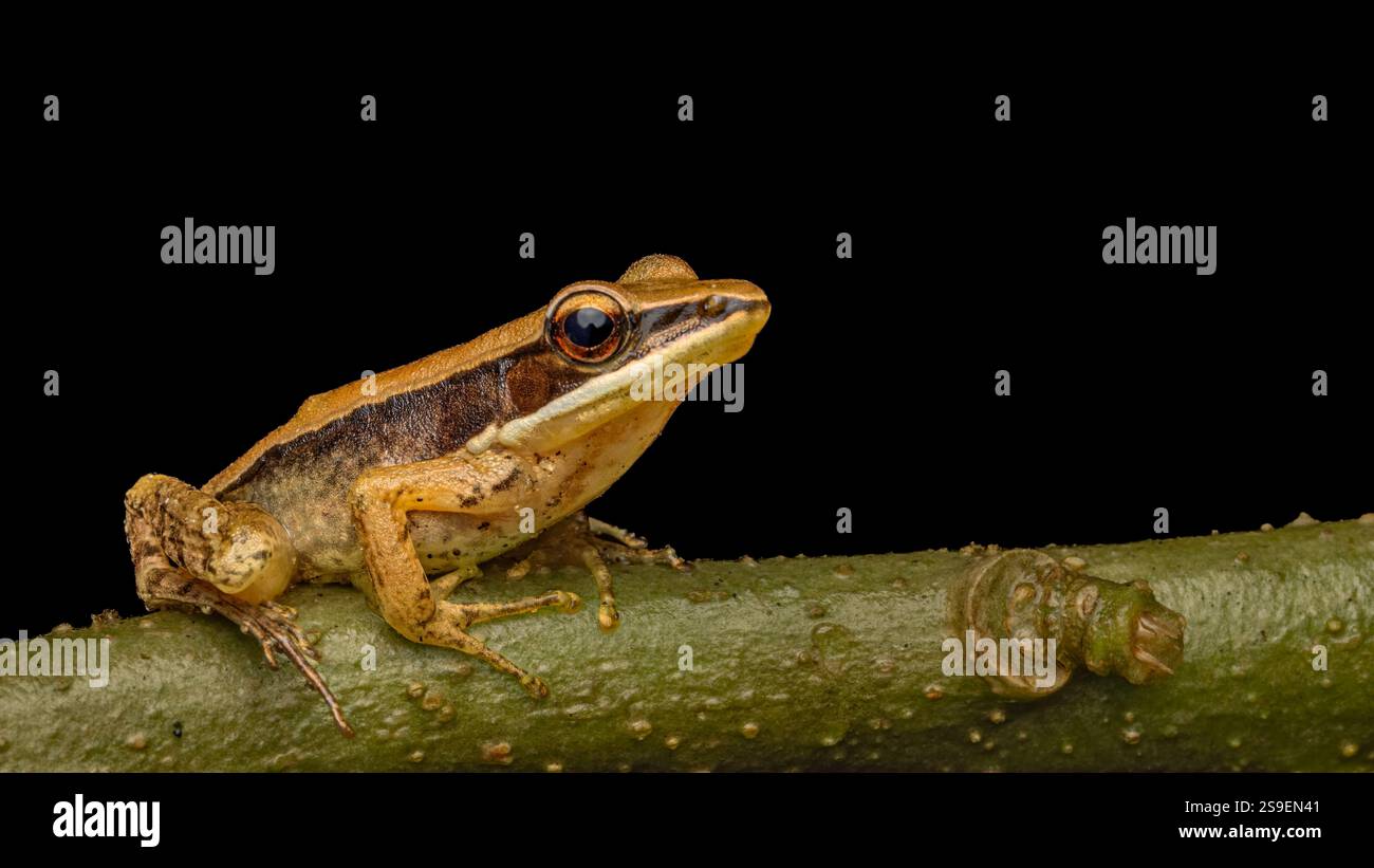 Indosylvirana indica, la rana indiana dorata questa specie è endemica dei Ghati occidentali, come Karnataka e Kerala Foto Stock
