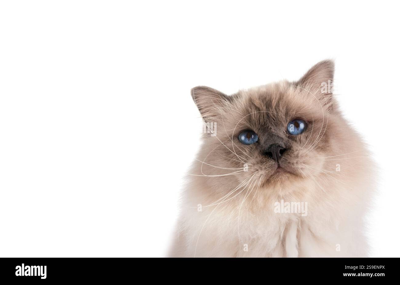 gatto di birman davanti a sfondo bianco Foto Stock