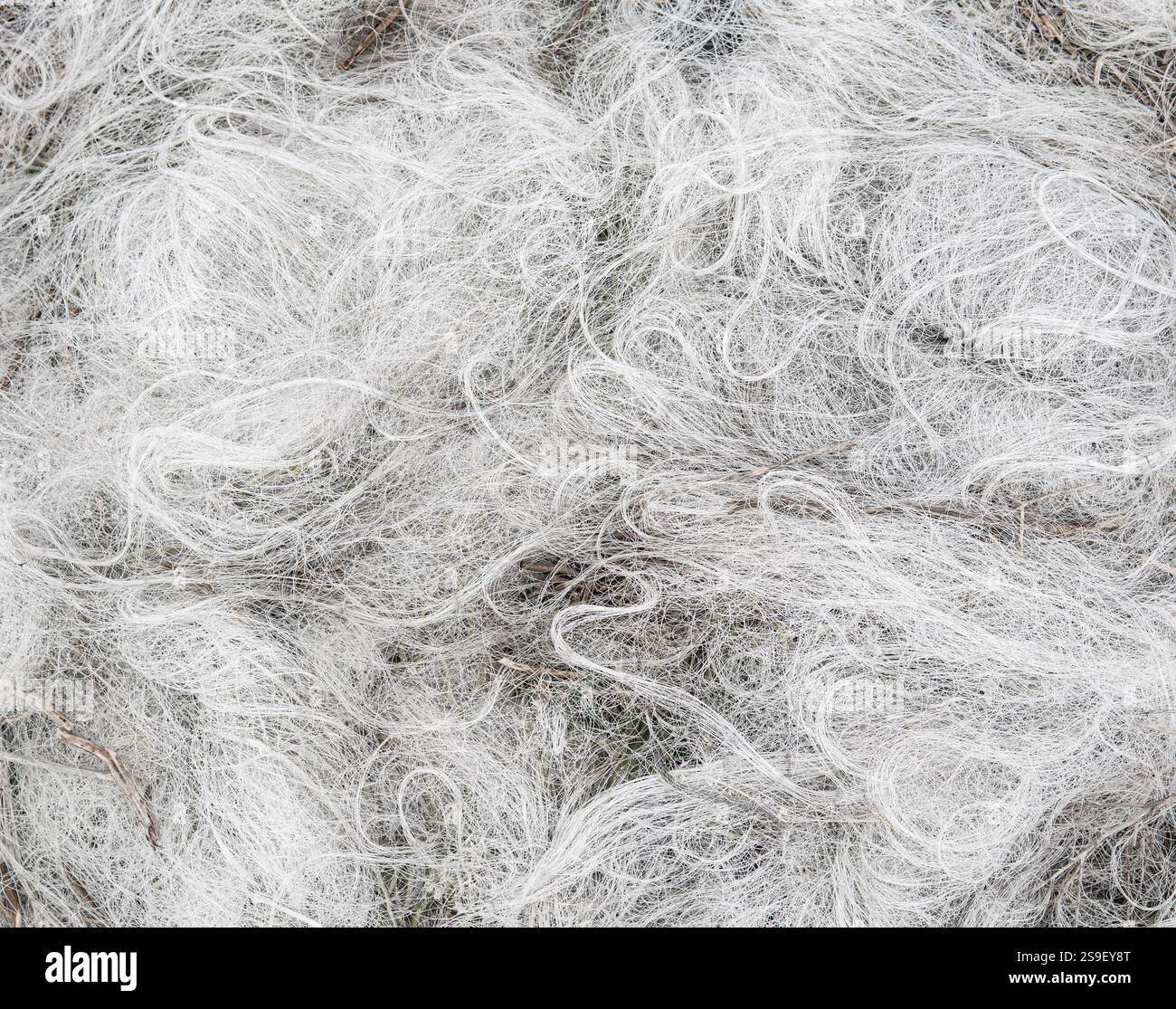 primo piano di linee da pesca bianche e reti in nylon che sembrano sottili lana di cotone o capelli grigi stesi sul pavimento Foto Stock