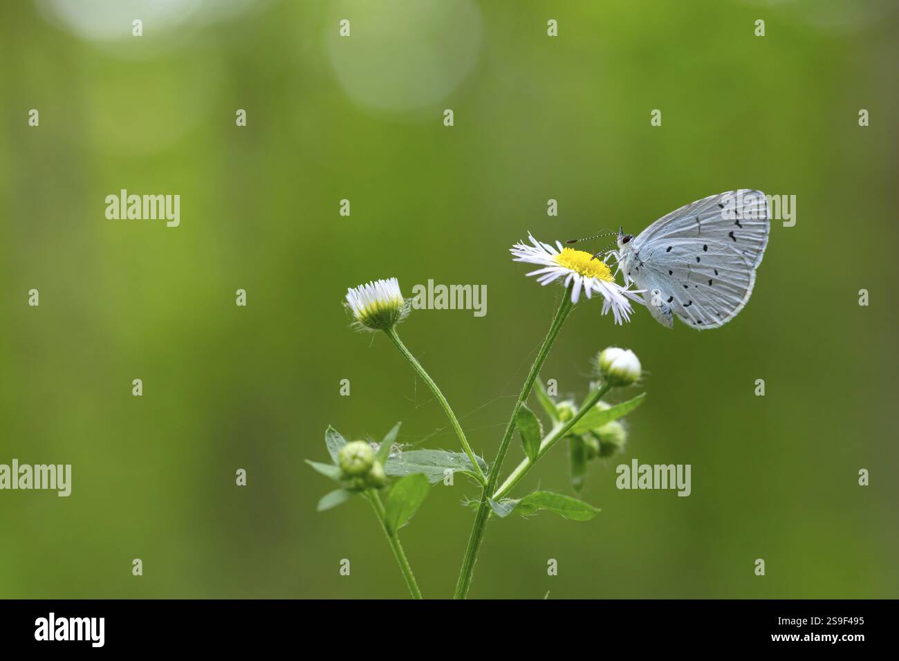 Blu giardino (Celastrina argiolus), farfalla blu, farfalla, animali, insetti, farfalle, insetti, macro, Foresta Nera, regione di Feldberg, Baden-WÂ¸rtt Foto Stock