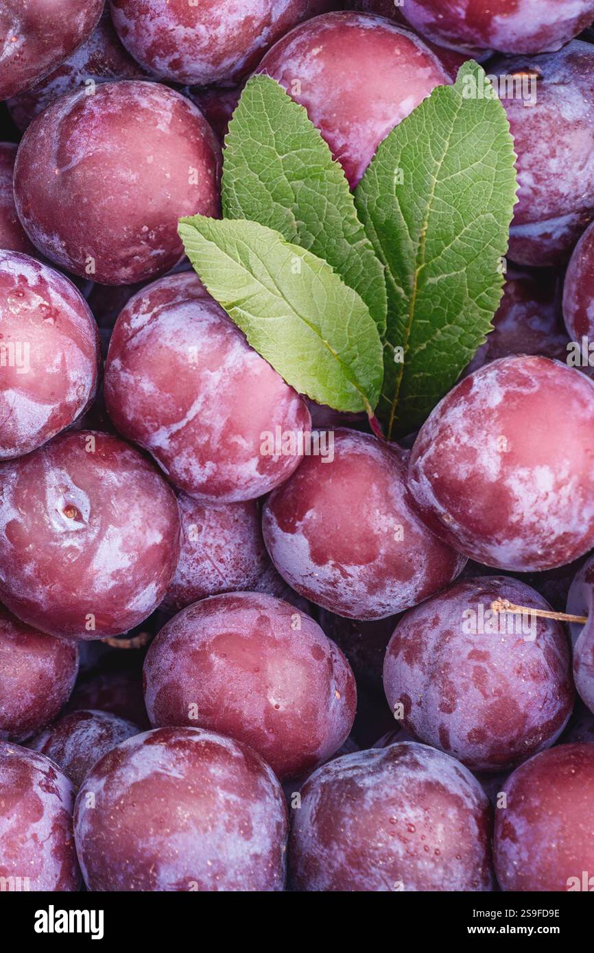 Prugne vivaci adornate da foglie verdi lussureggianti, ideali per integrarsi in ricette salutari e mostre stagionali Foto Stock
