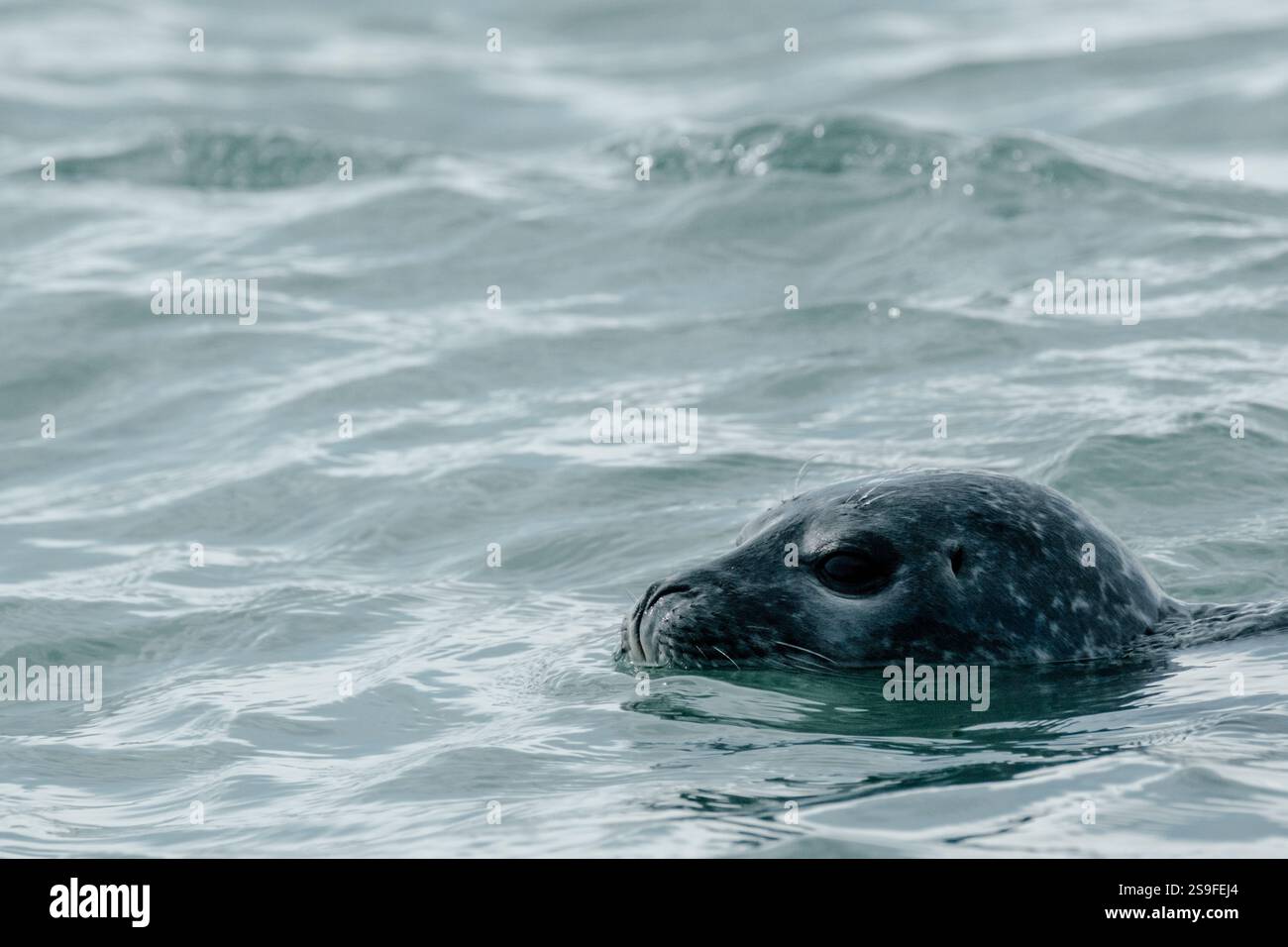 Primo piano di una foca del porto che nuota nelle acque della laguna del ghiacciaio di Jökulsárlón, nel sud-est dell'Islanda. Foto Stock
