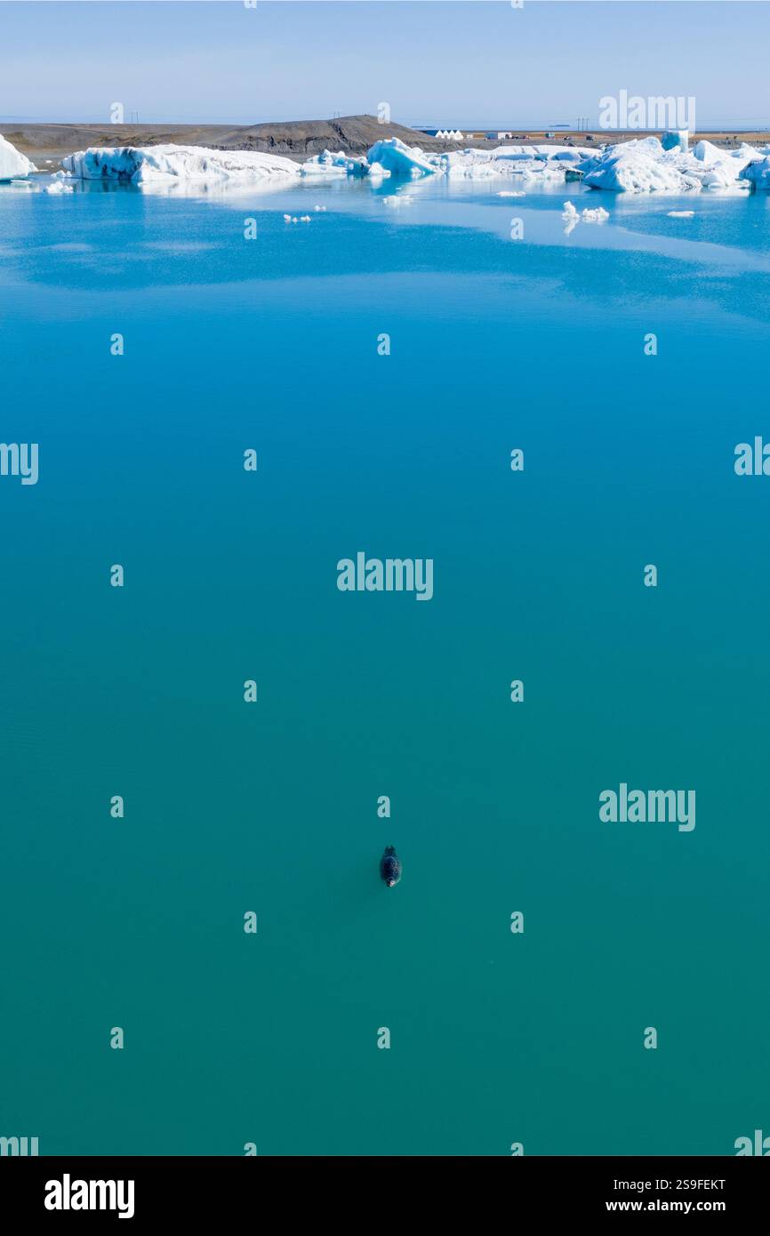 Vista aerea di una foca del porto che nuota nelle acque turchesi di Jökulsárlón, Islanda sudorientale. Foto Stock