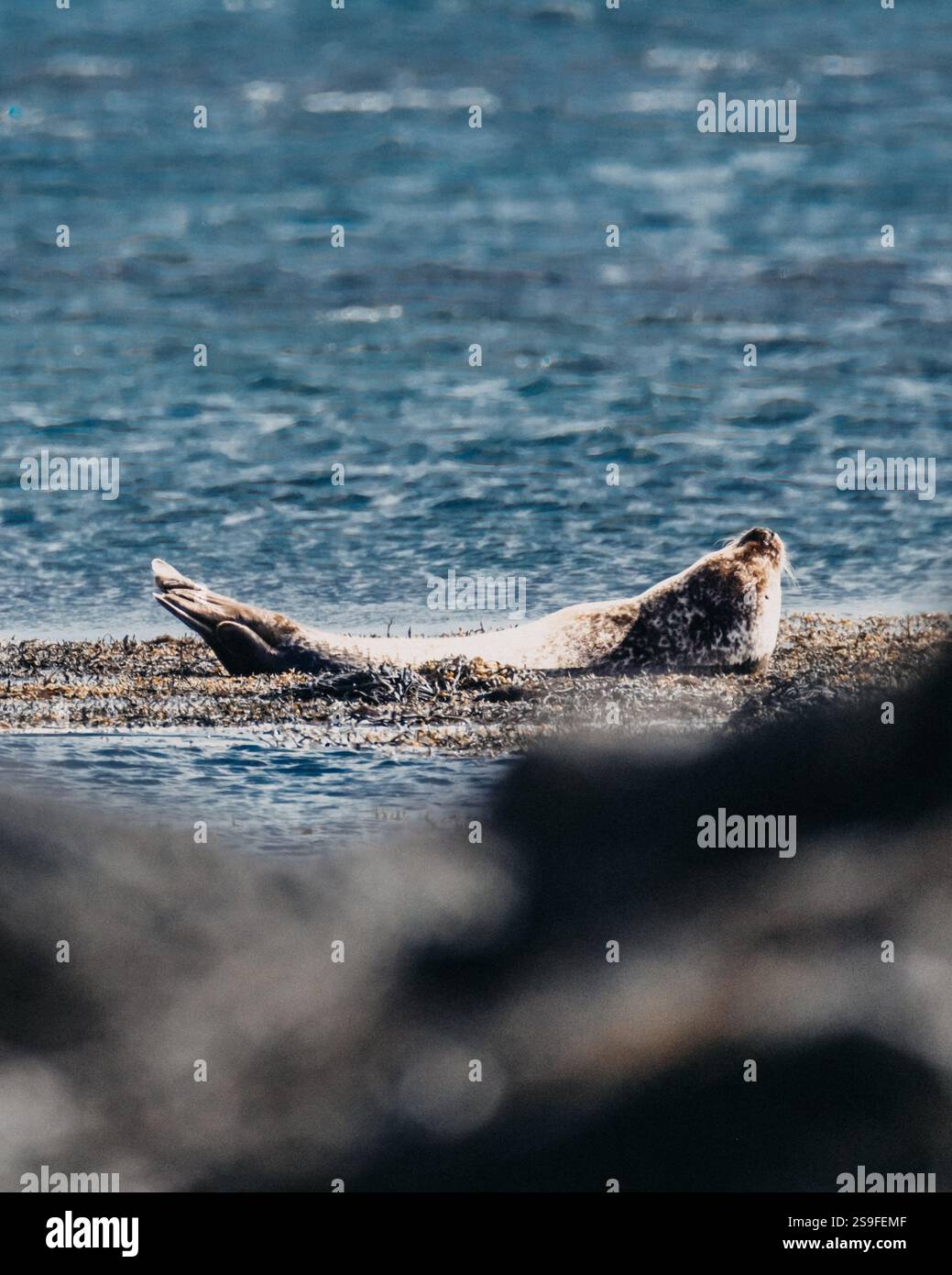 Foca del porto che riposa su rocce ricoperte di alghe presso la spiaggia di Ytri Tunga, Snaefellsnes, Islanda occidentale Foto Stock