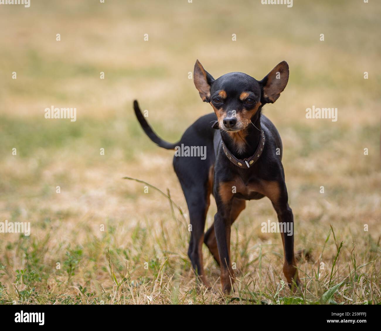 Ritratto di un cane Toy Terrier russo dai capelli lisci in un giorno d'estate durante una passeggiata. Toy Terrier russo dai capelli lisci e nero sul prato. Foto Stock