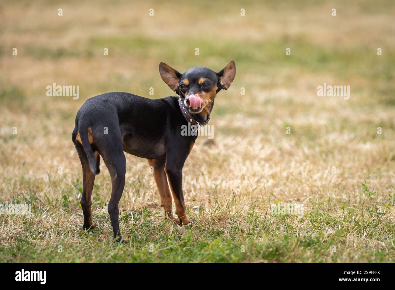 Ritratto di un cane Toy Terrier russo dai capelli lisci in un giorno d'estate durante una passeggiata. Toy Terrier russo dai capelli lisci e nero sul prato. Foto Stock