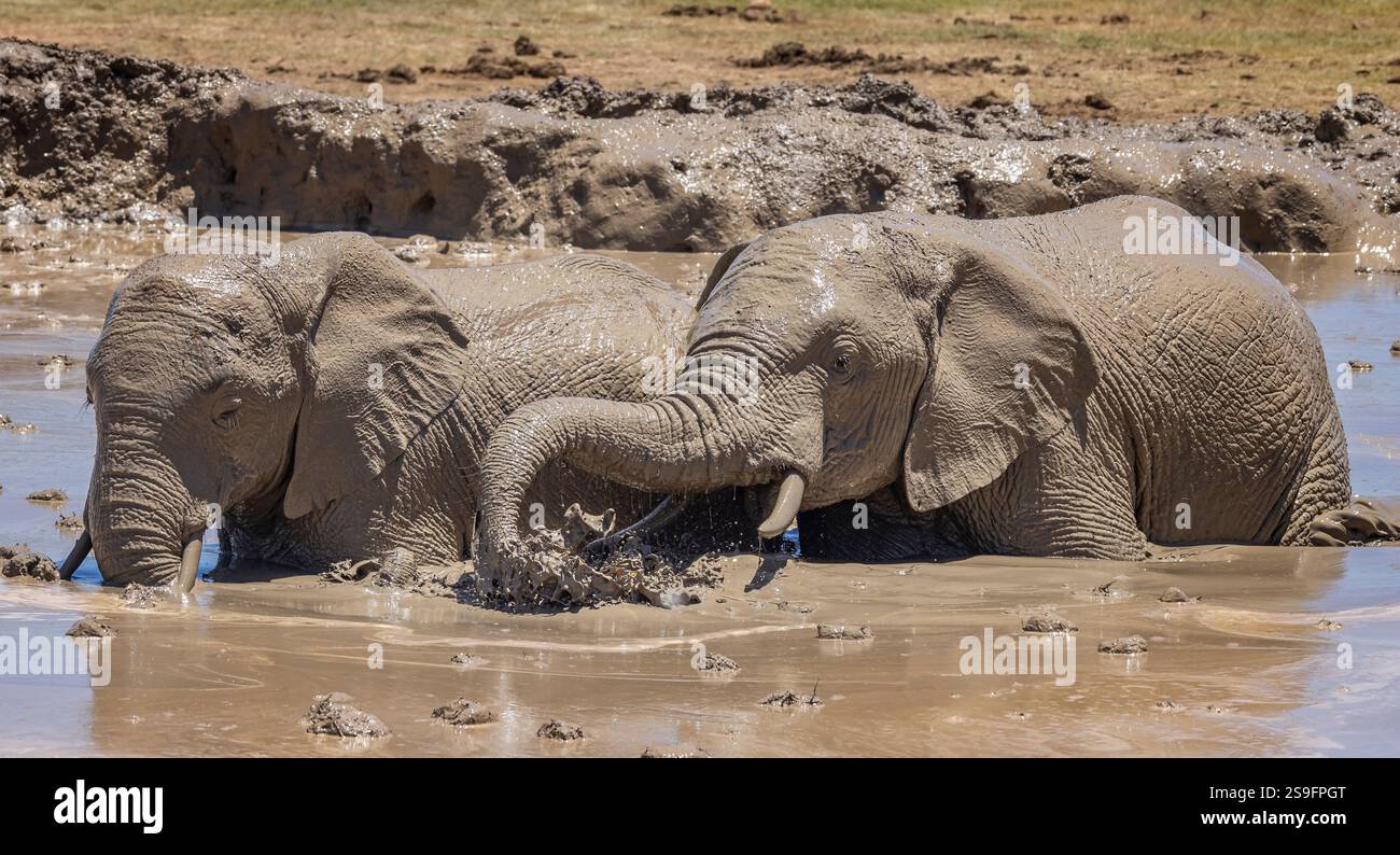 Coppia di elefanti africani che sguazzano nella fossa fangosa dell'Addo Elephant Park, Sudafrica Foto Stock