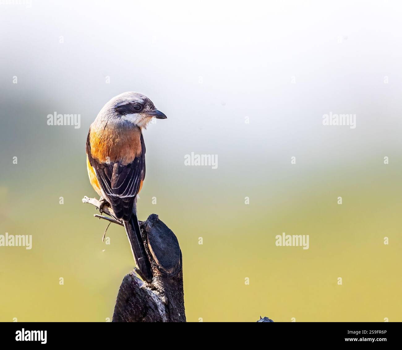 Una baia ha appoggiato Shrike guardando indietro Foto Stock