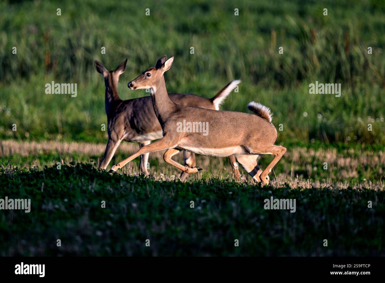 Cervi dalla coda bianca in fuga al crepuscolo Foto Stock