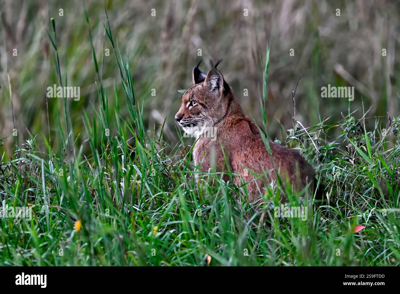 Lynx sta perseguitando i cervi al crepuscolo Foto Stock