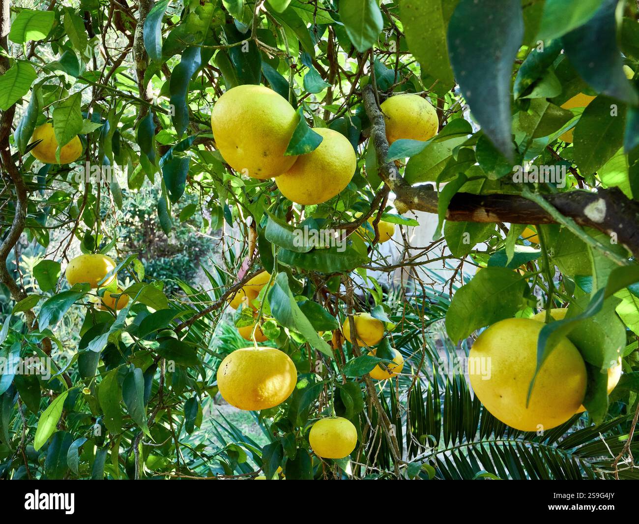 Laden di agrumi con pompelmo maturo sotto un cielo azzurro Foto Stock
