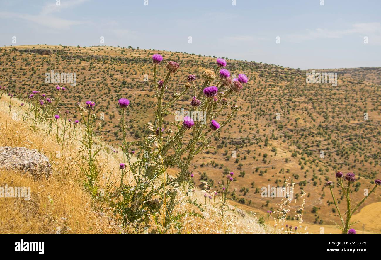 Il cardo del latte, il cardo sacro (Silybum marianum) è una pianta selvatica autosufficiente in campi, campi coltivati e pendii aridi. Foto Stock