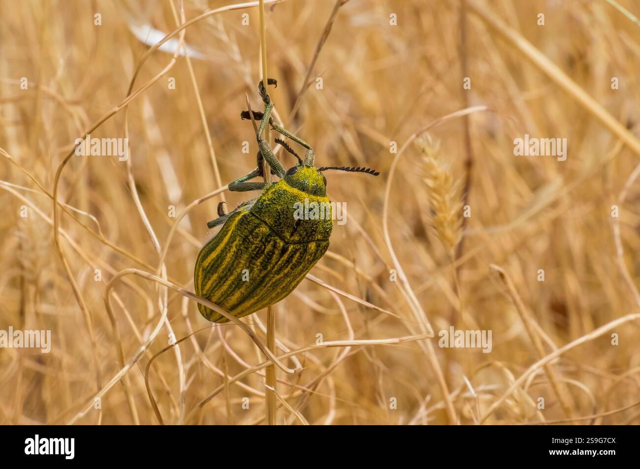 Julodis è un genere di insetti della famiglia Buprestidae. I Buprestidae sono una famiglia di insetti noti come coleotteri di gemme o insetti piercing di legno metallico dovuti Foto Stock