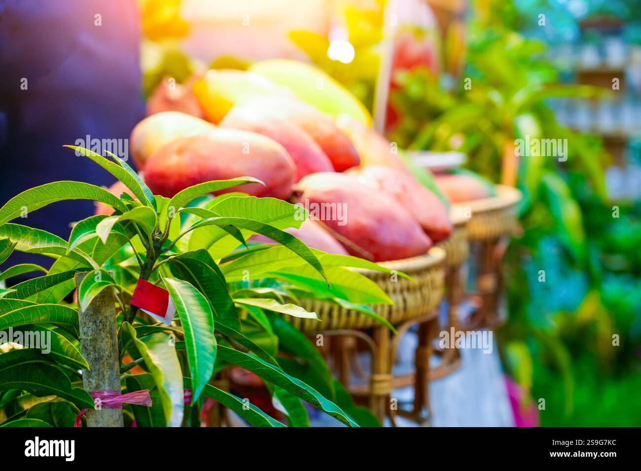 Frutti tropicali rosso grande mango grande con rami foglie alberelli disposti ordinatamente su una piccola bancarella di frutta nel mercato Foto Stock