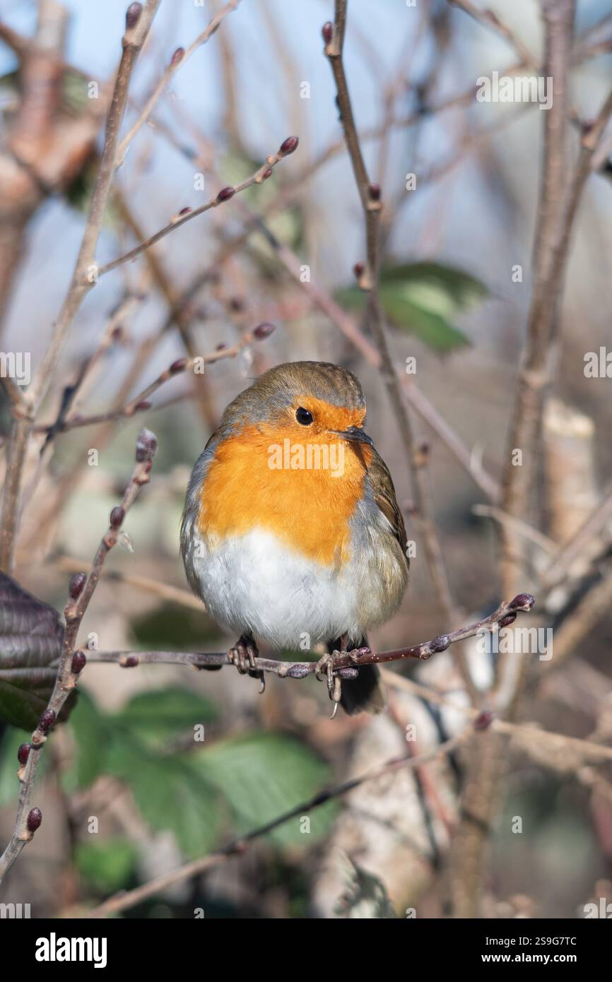 European robin (erithacus rubecula), Inghilterra, Regno Unito, durante l'inverno Foto Stock