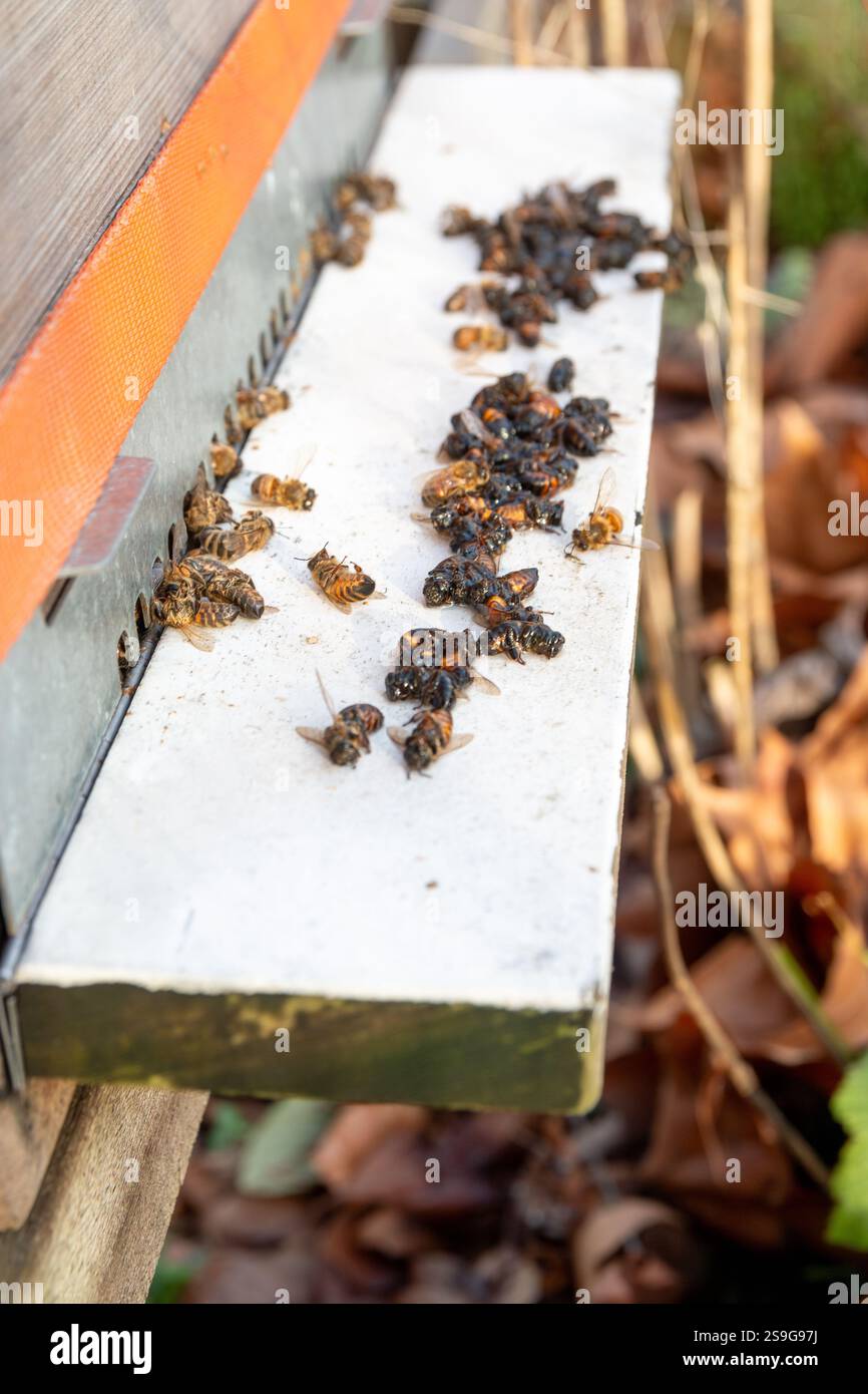Api mellifere europee morte sparse fuori da un alveare di api in inverno Foto Stock