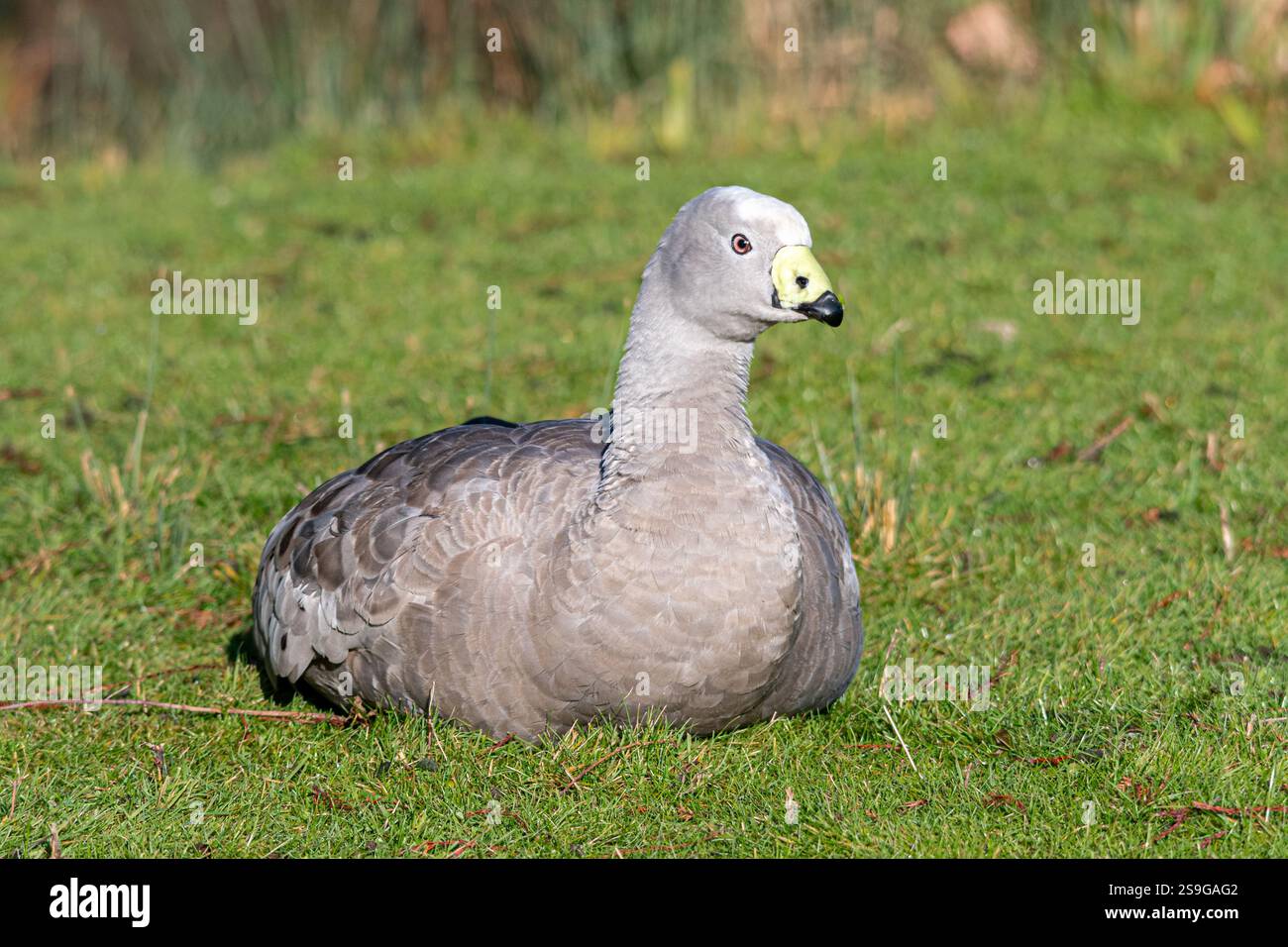 Oca di Capo Barren (o oca di suino, Cereopsis novaehollandiae), una specie australiana Foto Stock