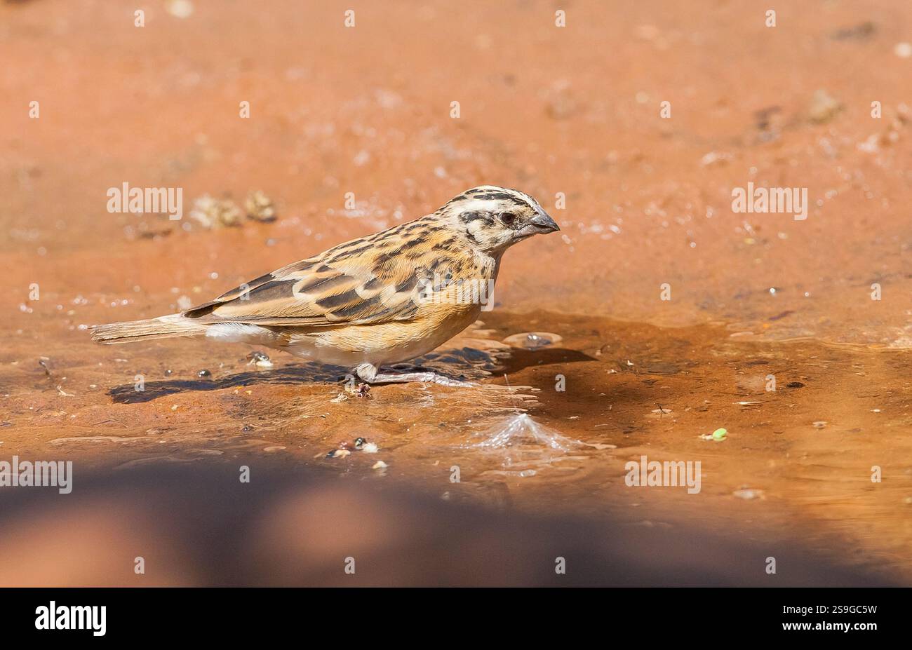 Il paradiso a coda lunga whydah o paradiso orientale whydah (Vidua paradisaea) è un piccolo uccello dell'Africa orientale, simile a un passero bruno, proveniente dall'est del Sudan meridionale Foto Stock