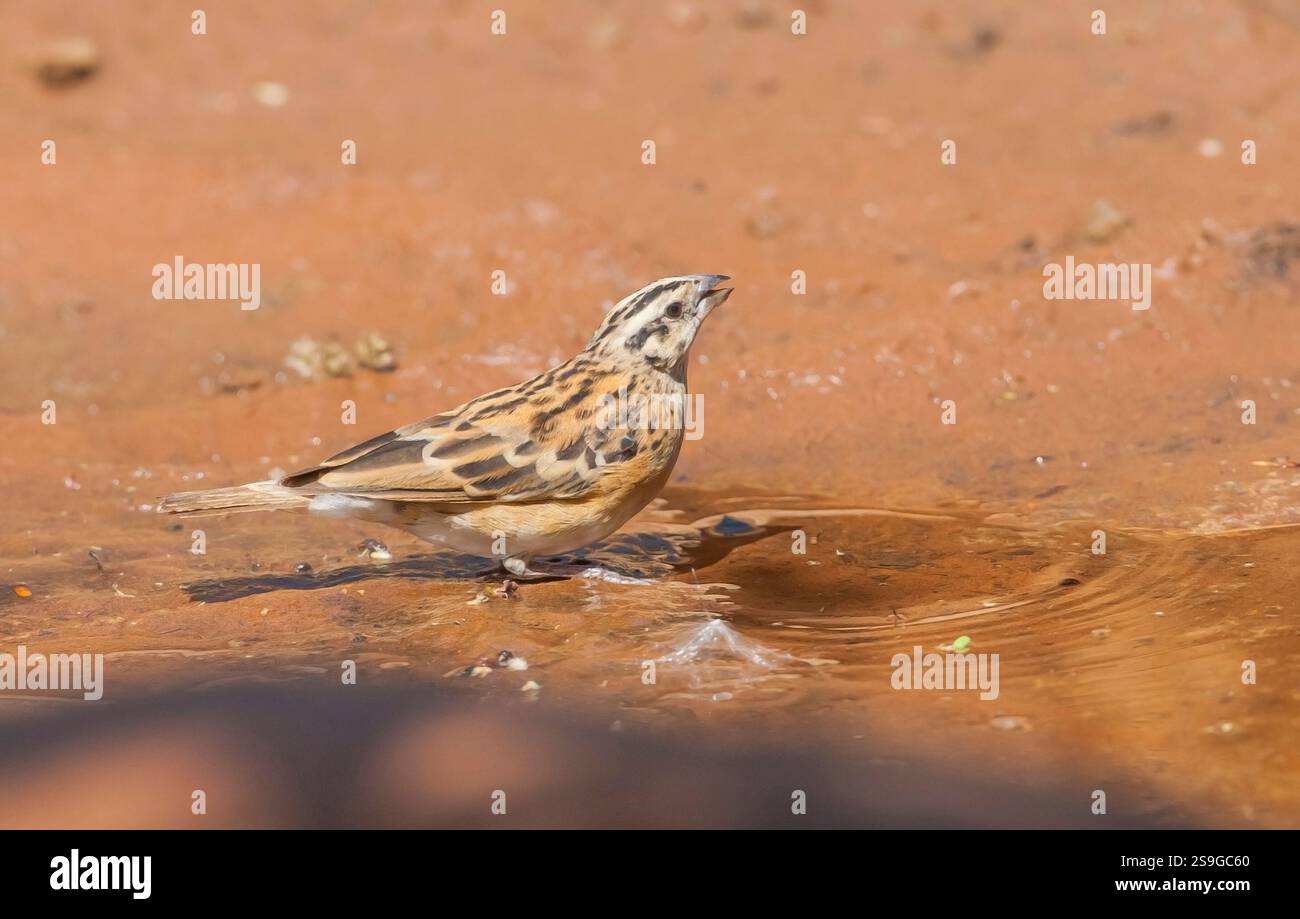 Il paradiso a coda lunga whydah o paradiso orientale whydah (Vidua paradisaea) è un piccolo uccello dell'Africa orientale, simile a un passero bruno, proveniente dall'est del Sudan meridionale Foto Stock