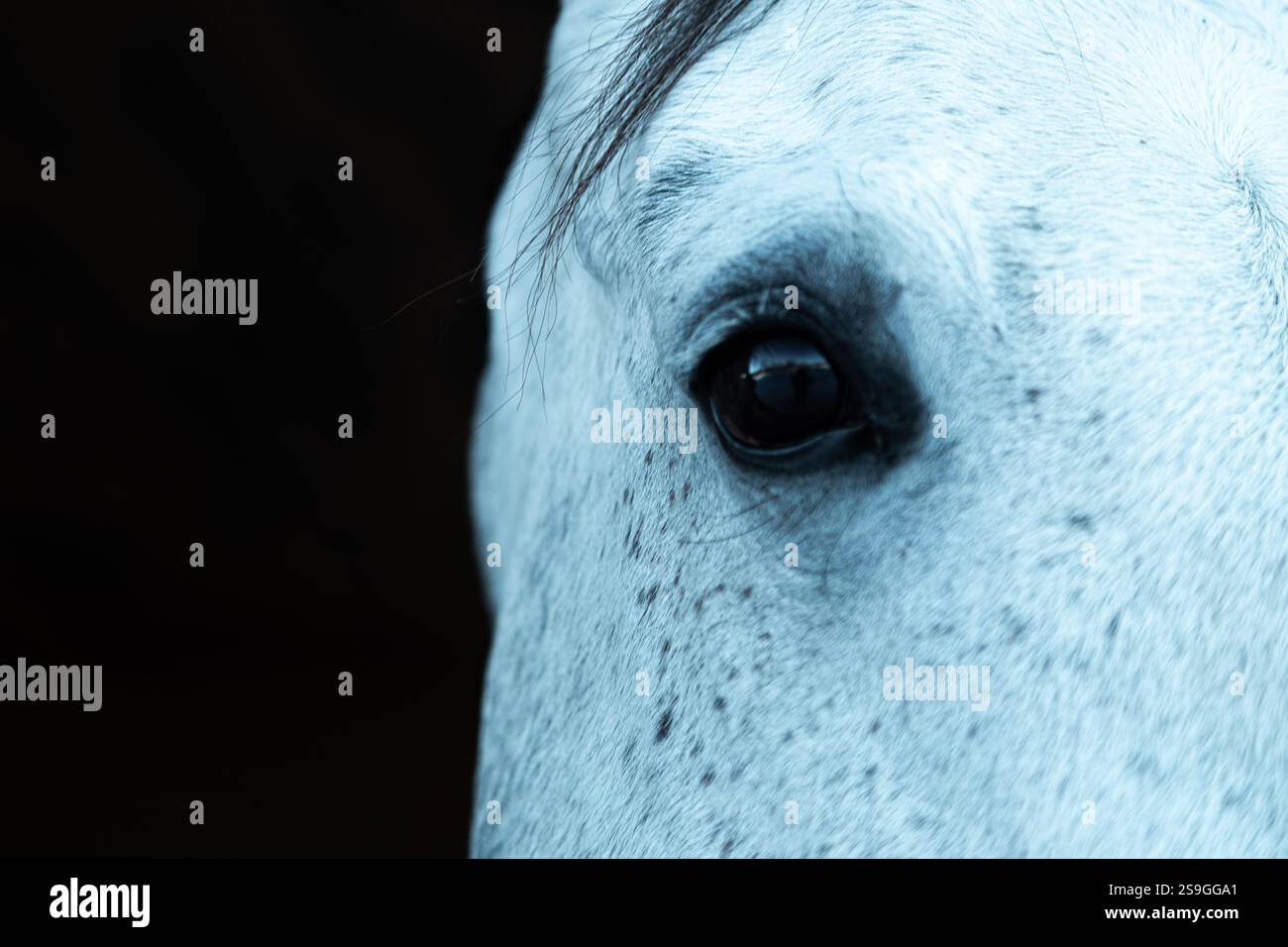 Ritratto stretto dell'occhio di un cavallo pallido o bianco. Molto spazio aperto nero a sinistra. Faccia bianca con occhio marrone. WHISP di capelli neri sopra l'occhio. Foto Stock