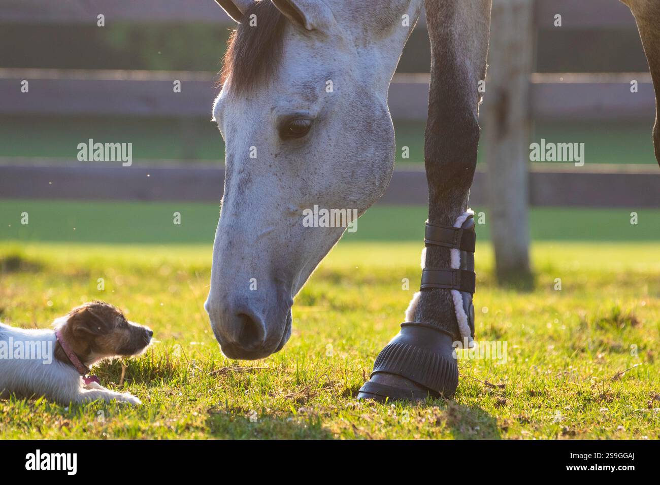 Un piccolo cucciolo bianco con una testa marrone gioca con un grande cavallo bianco mentre il cavallo ha la testa abbassata per nutrirsi. Inquadratura stretta sulla testa del cavallo. Foto Stock