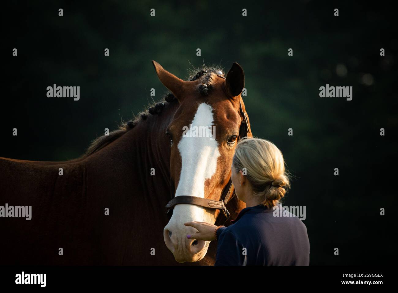 Un Clydesdale belga con un addestratore di cavalli alla luce del mattino presto. Un momento morbido di comprensione può essere visto. Criniera intrecciata, tranquilla Foto Stock