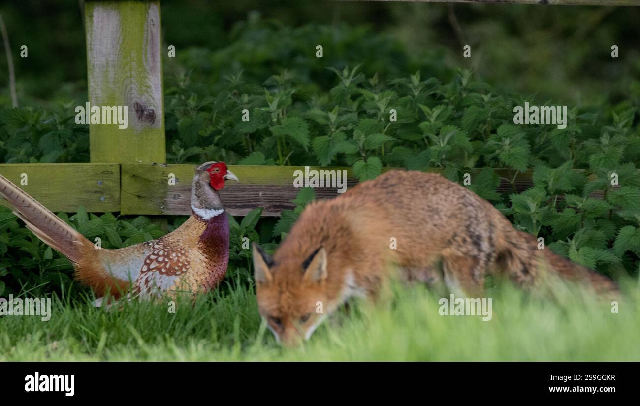 Scatto unico. Fox e Pheasant. Non una posizione in cui un fagiano vuole trovarsi. Potrebbe essere il pranzo per la volpe che passa. Suffolk, Regno Unito Foto Stock