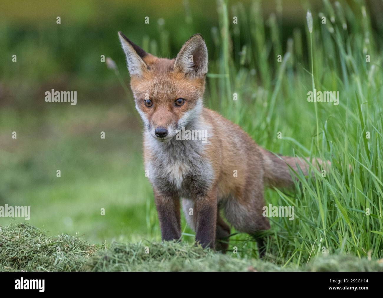 Una giovane e coraggiosa volpe rurale (Vulpes vulpes) che si avvicina molto alla telecamera in un prato erboso. Suffolk, Regno Unito Foto Stock