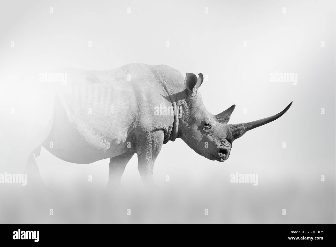 L'ANIMALE esce dalla nebbia su sfondo chiaro, foto in bianco e nero Foto Stock