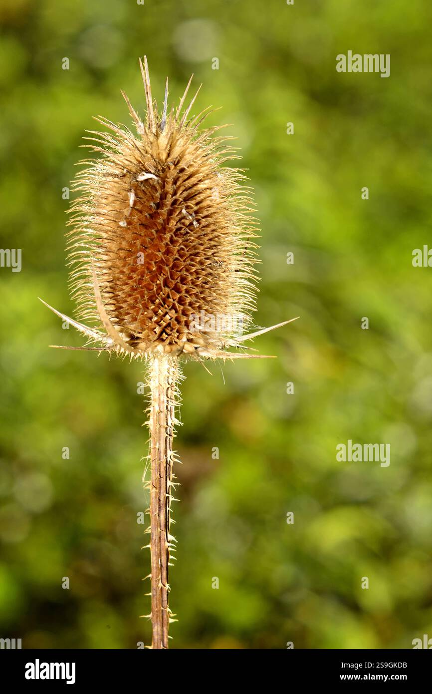 Il cucchiaino selvatico si asciuga alla fine dell'estate Foto Stock