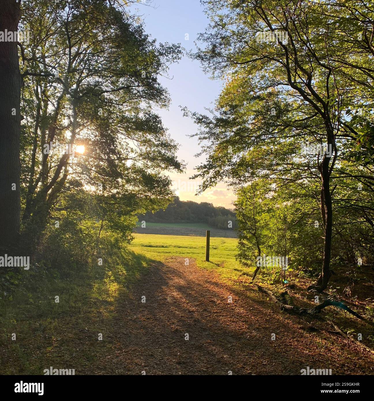 Bosco in inglese Foto Stock