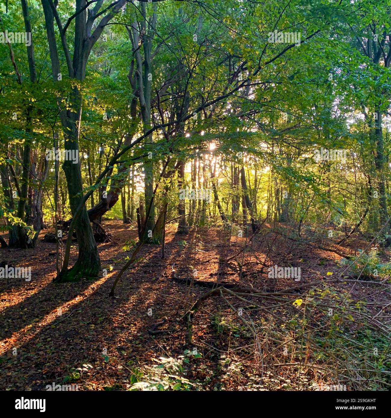 Bosco in inglese Foto Stock