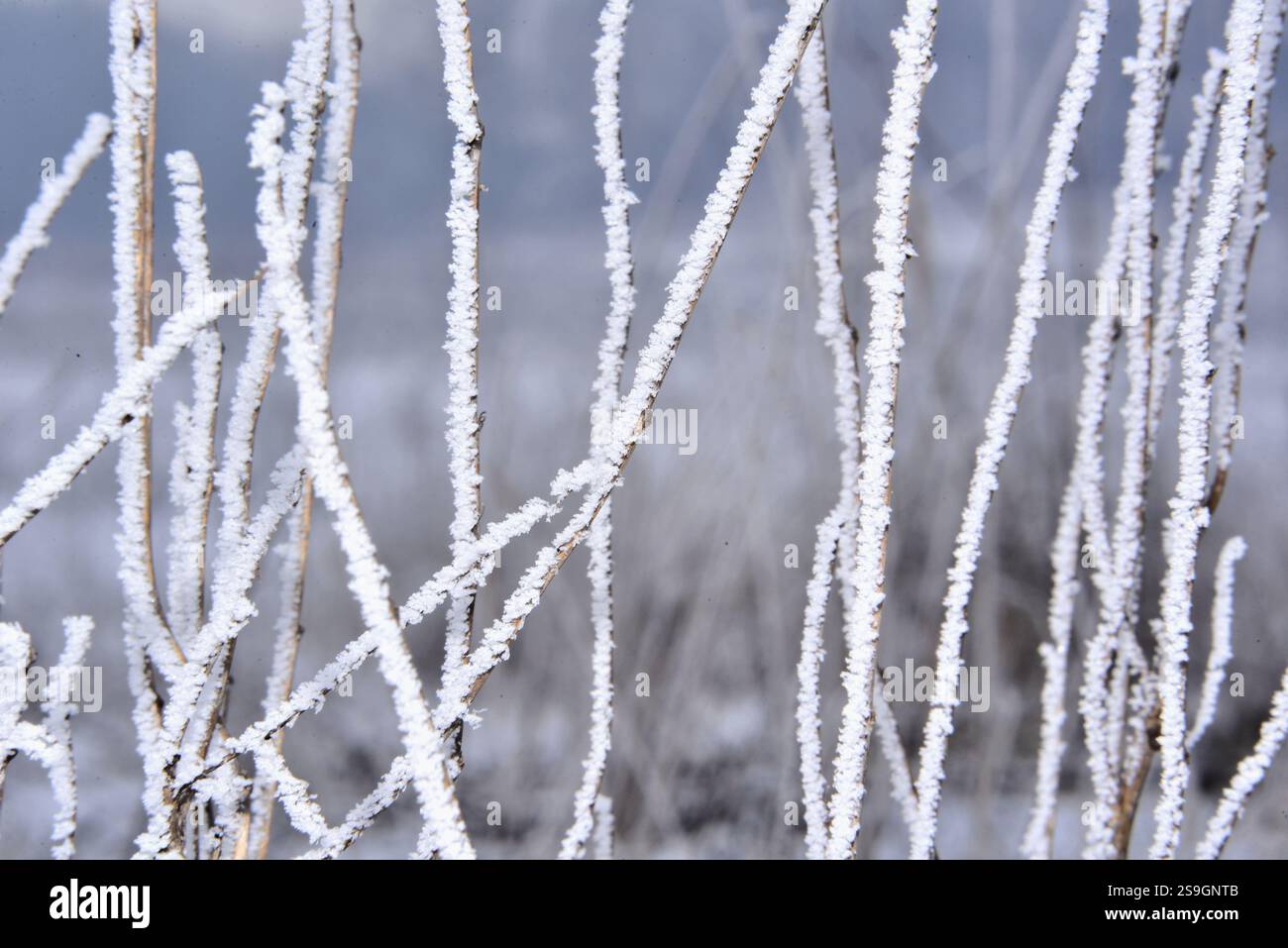 Arbusti smerigliati in una giornata estremamente fredda Foto Stock