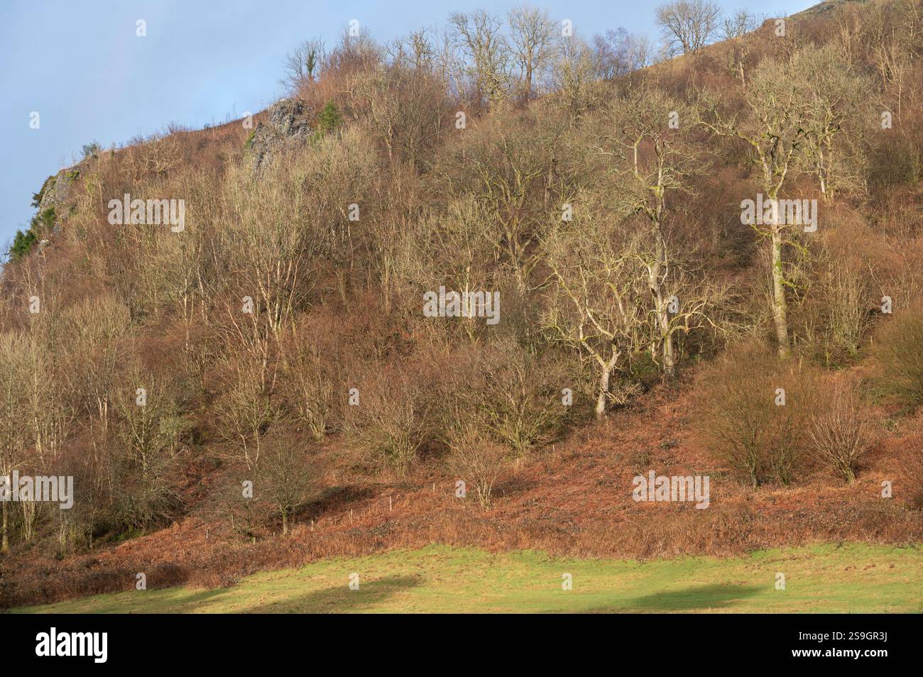 Craig y Rhiwarth Site of Special Scientific Interest, Tawe Valley, Powys, Galles, Regno Unito Foto Stock