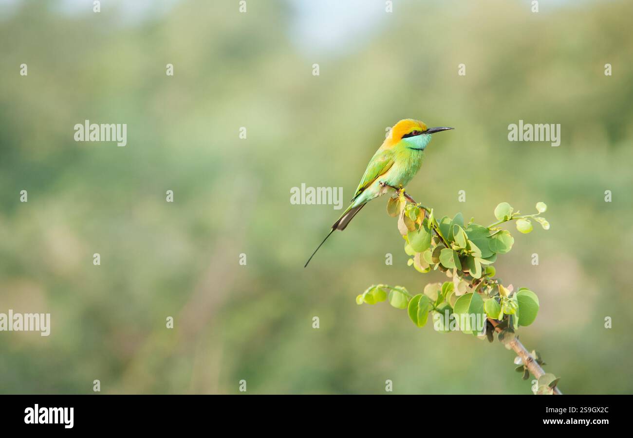 Uccello verde che mangia api arroccato graziosamente sul ramo della giungla, catturato con il teleobiettivo nella vibrante natura selvaggia dello Sri Lanka. Dettagli sorprendenti evidenziano il punto luce Foto Stock