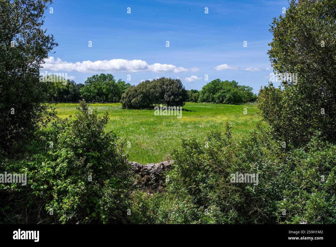 Un pascolo verde circondato da un muro e piantato di alberi. Foto Stock
