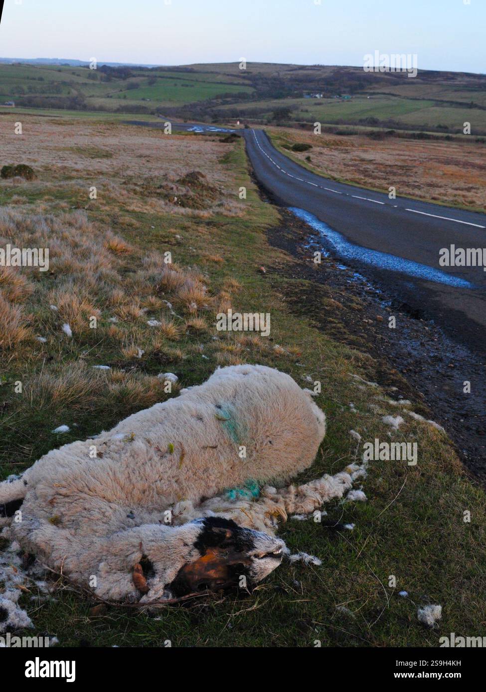 pecore morte sul ciglio della strada Foto Stock