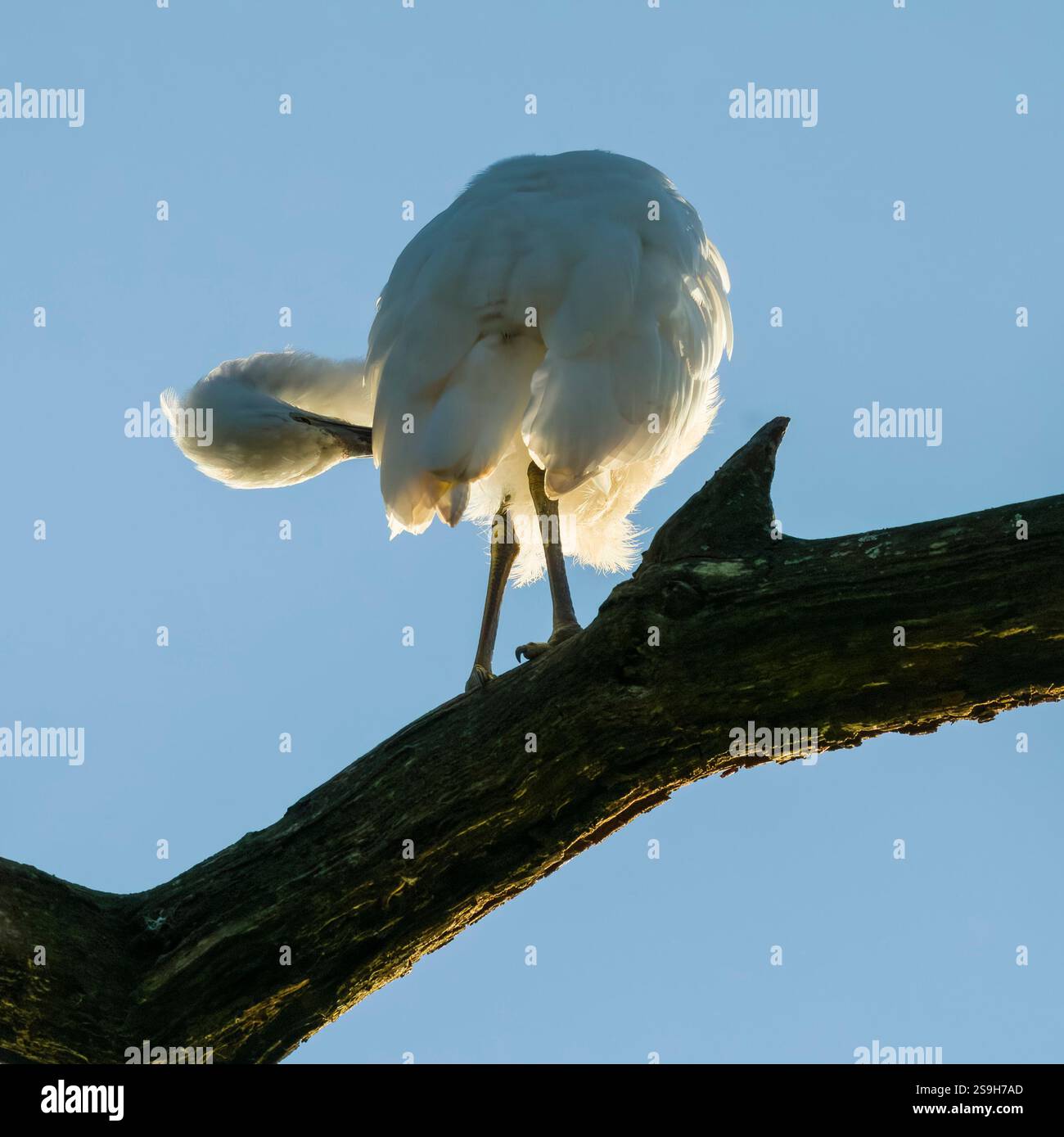 Piccola Egret (Egretta garzetta) che si infila in un albero nell'Inghilterra meridionale Foto Stock