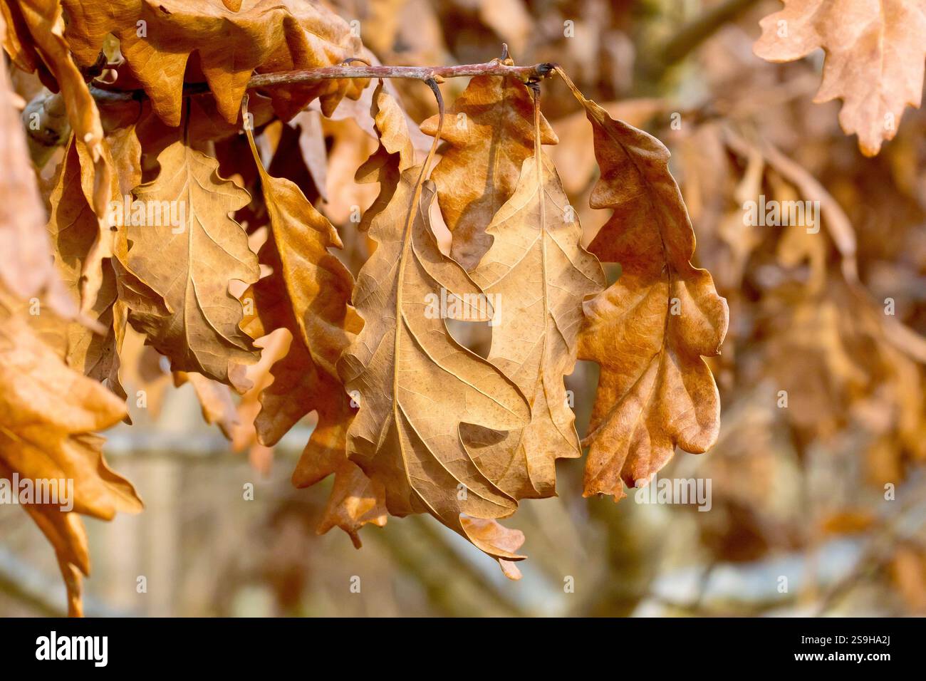 Quercia sessile o Durmast (quercus petraea), da vicino che mostra le foglie autunnali dell'albero che vengono trattenute sui rami durante l'inverno. Foto Stock