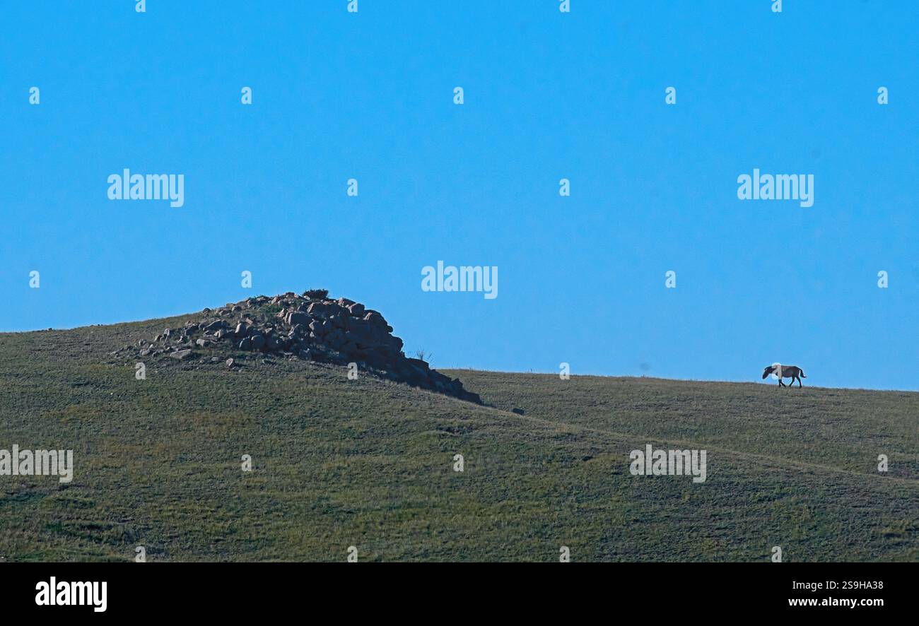 Cavallo di Przewalski (Equus ferus przewalskii) noto anche come takhi dal Parco Nazionale di Hustai, Mongolia Foto Stock