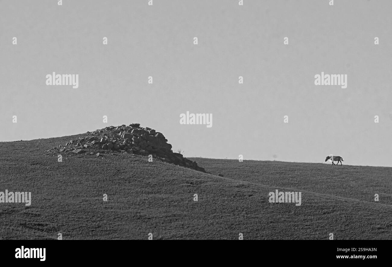 Cavallo di Przewalski (Equus ferus przewalskii) noto anche come takhi dal Parco Nazionale di Hustai, Mongolia Foto Stock