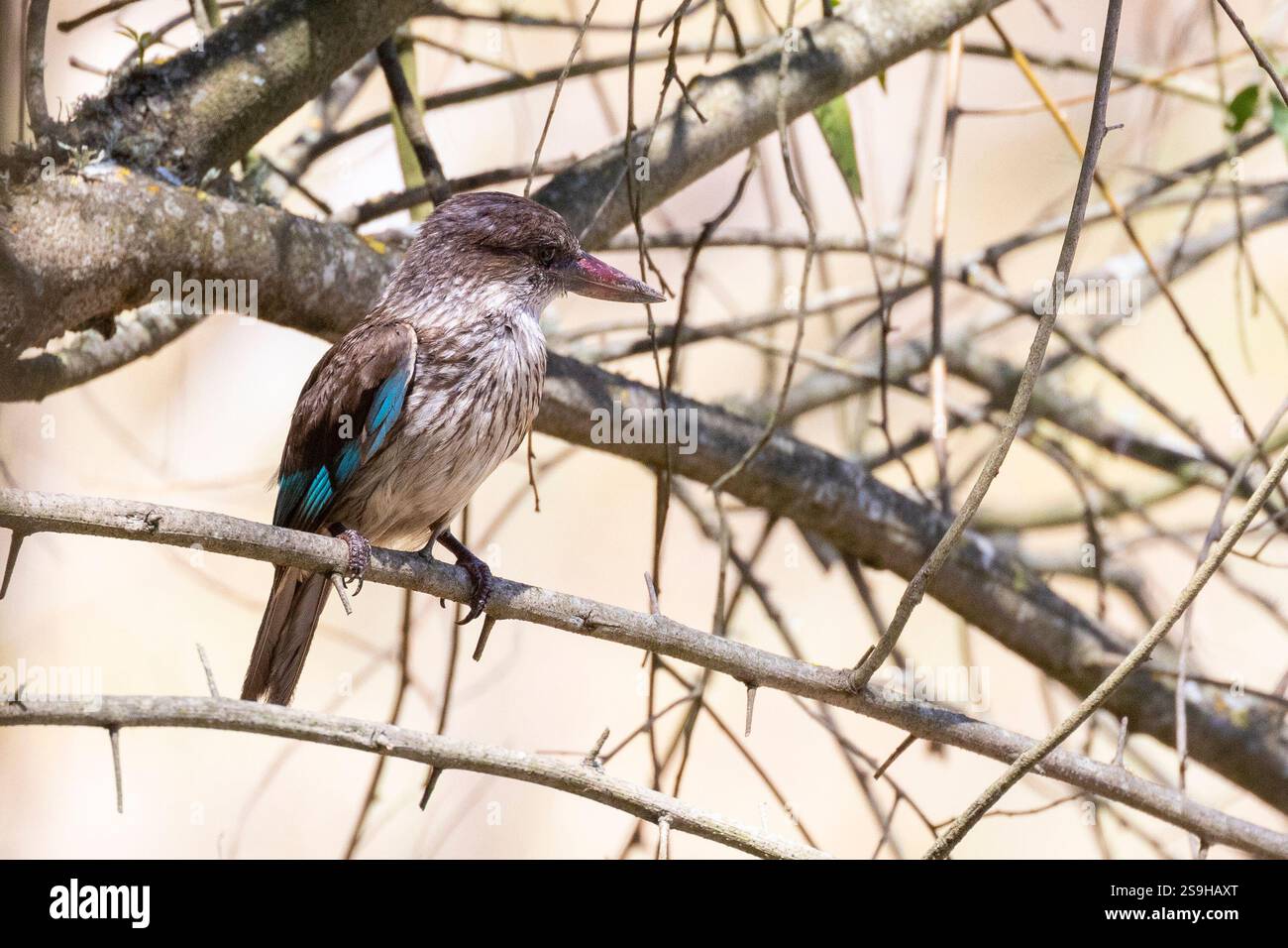 Brown-hoodedor Kingfisher con testa marrone (Halcyon albiventris) arroccato su albero, Swellendam, Sud Africa Foto Stock