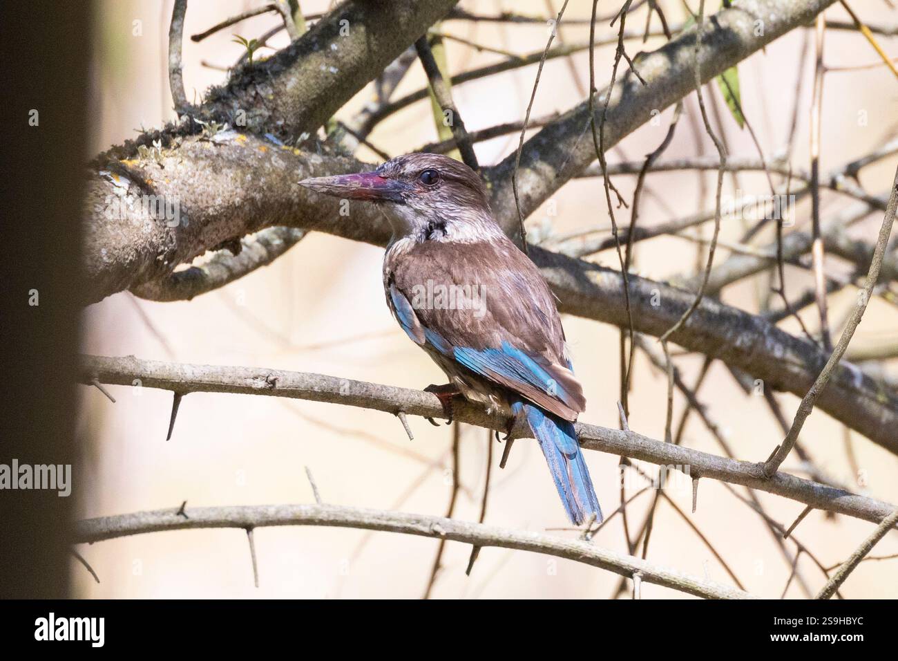 Bruno-hoodedor Kingfisher con testa marrone (Halcyon albiventris) arroccato su un albero nel bosco fluviale, Swellendam, Sudafrica Foto Stock