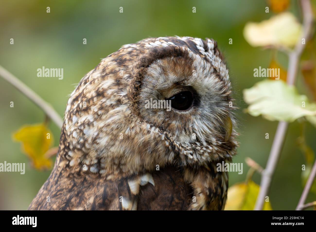 Il Gufo Tawny, un uccello notturno nel bosco, preda di piccoli mammiferi e uccelli. Fotografato nel suo habitat forestale. Foto Stock
