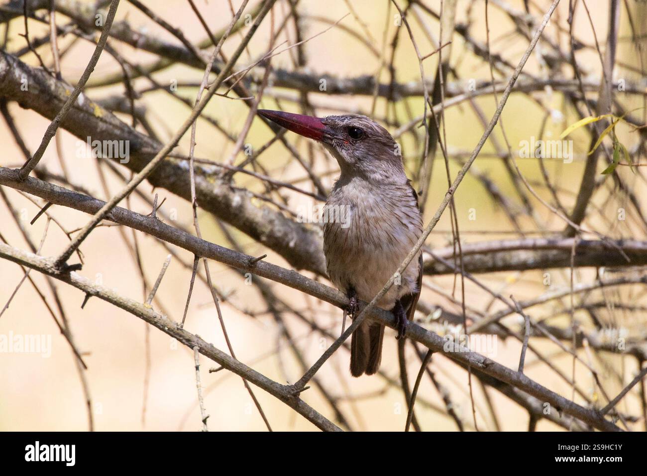 Bruno-hoodedor Kingfisher con testa marrone (Halcyon albiventris) arroccato su un albero nel bosco fluviale, Swellendam, Sudafrica Foto Stock