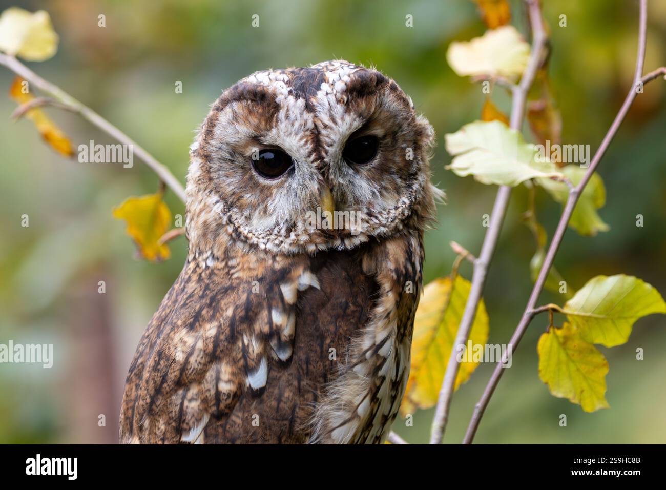 Il Gufo Tawny, un uccello notturno nel bosco, preda di piccoli mammiferi e uccelli. Fotografato nel suo habitat forestale. Foto Stock