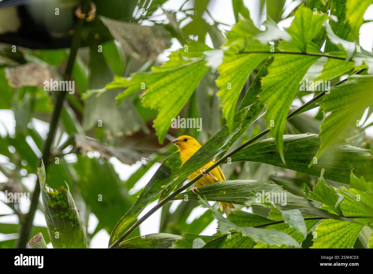 Lo Saffron Finch, un vibrante uccello tropicale, si nutre di semi e insetti. Fotografato nel suo habitat naturale. Foto Stock