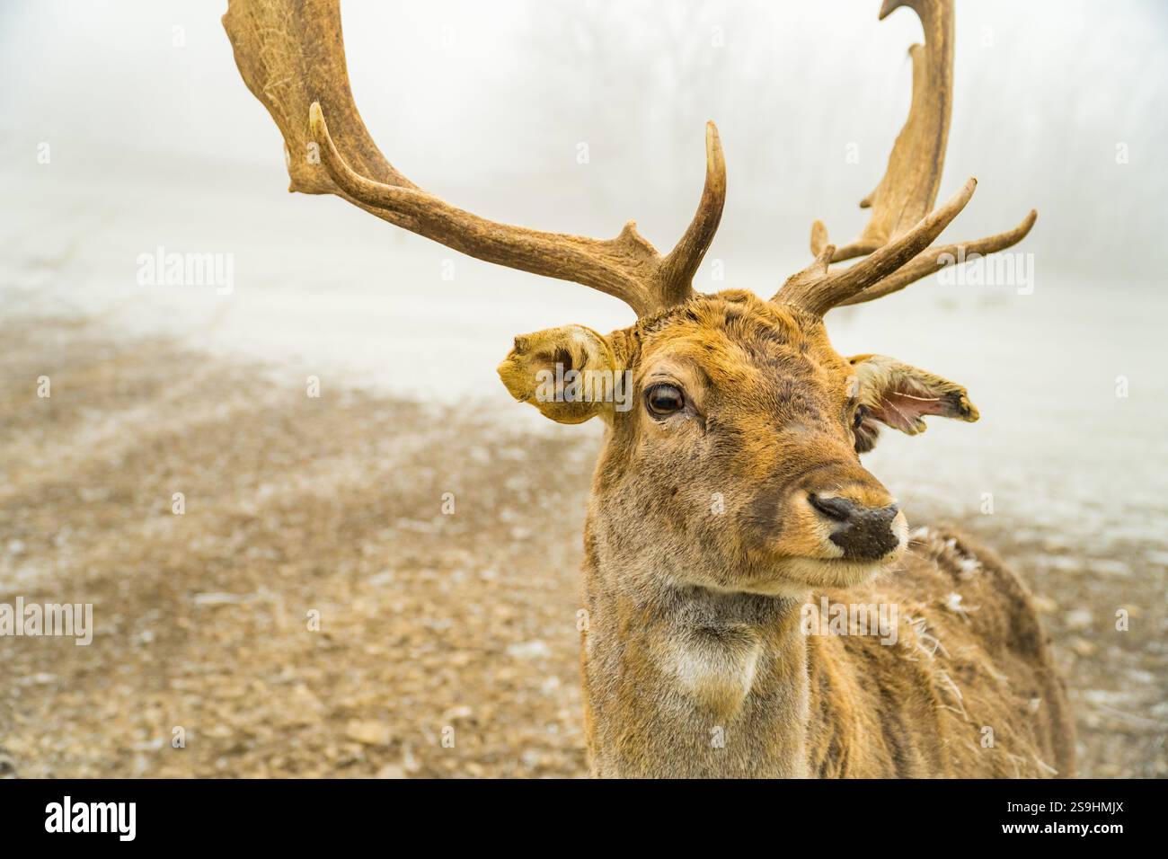 Doppia esposizione di un ritratto di un cervo rosso e di un bellissimo paesaggio forestale invernale nebbioso. Foto di alta qualità Foto Stock