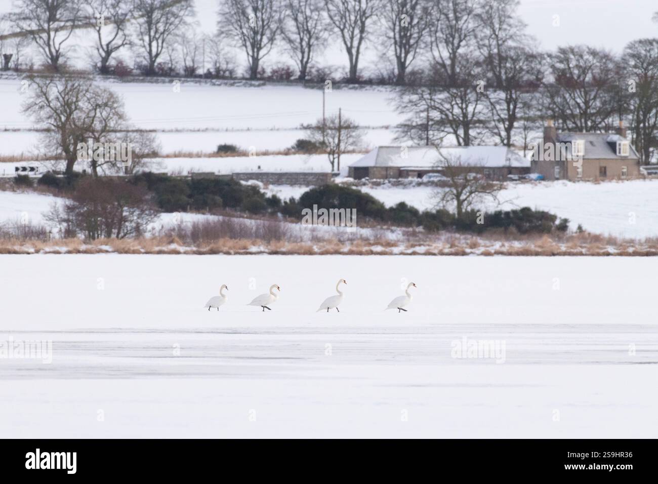 Un gruppo di quattro cigni muti (Cygnus olor) che camminano in linea sul ghiaccio coperto di neve sul lago di Skene nell'Aberdeenshire Foto Stock