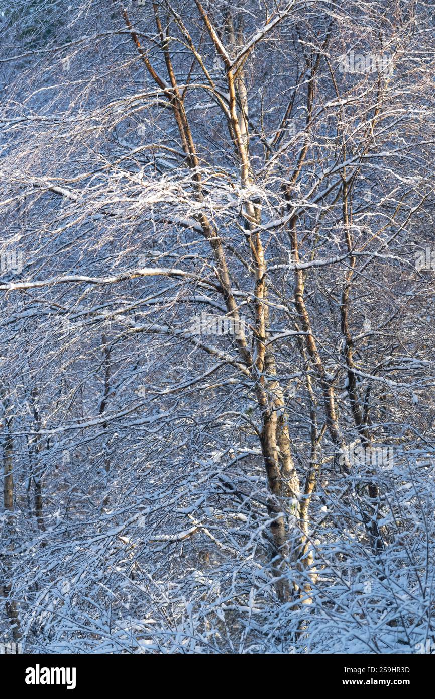 La luce del sole su una betulla d'argento (Betula Pendula) in inverno con i suoi rami ricoperti di neve e Twig ricoperti di Hoar Frost Foto Stock